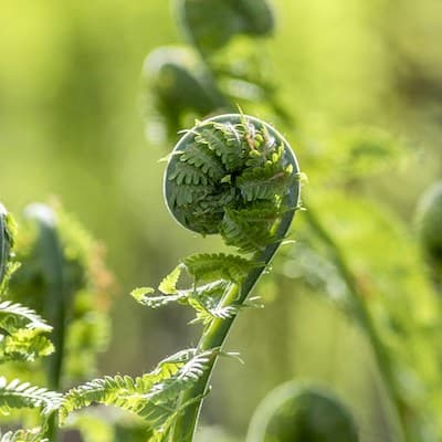 An unfurling fern frond